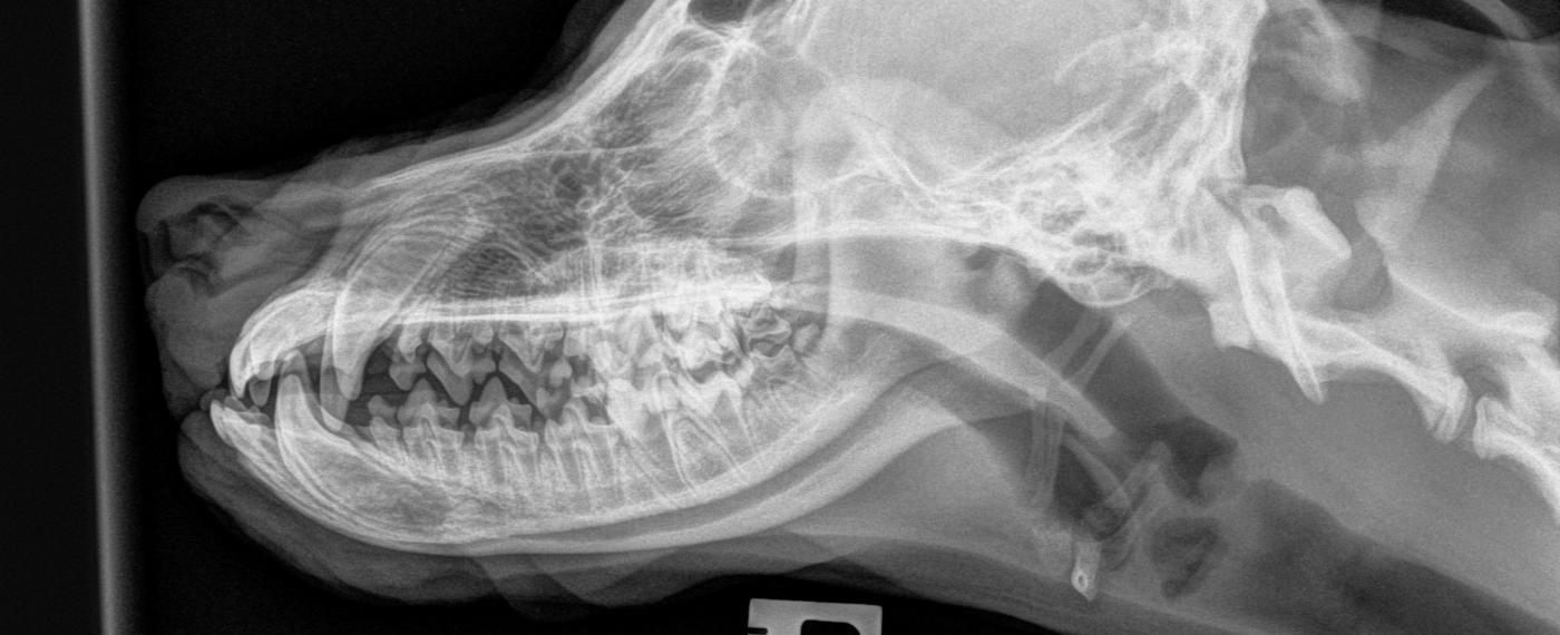 High Definition Digital Radiography Cain Veterinary Centre